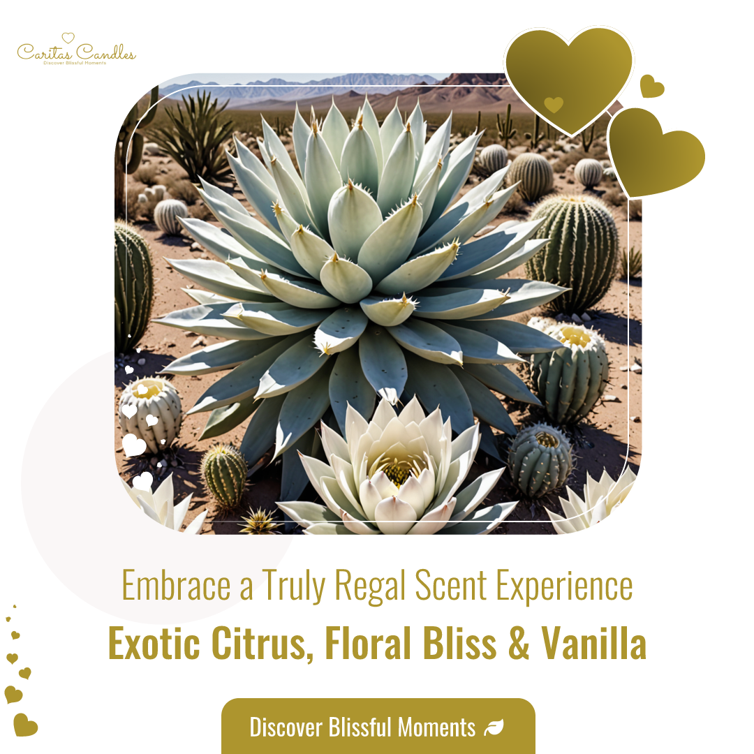 Desert Queen Luxury Wax Melts - Box of 6